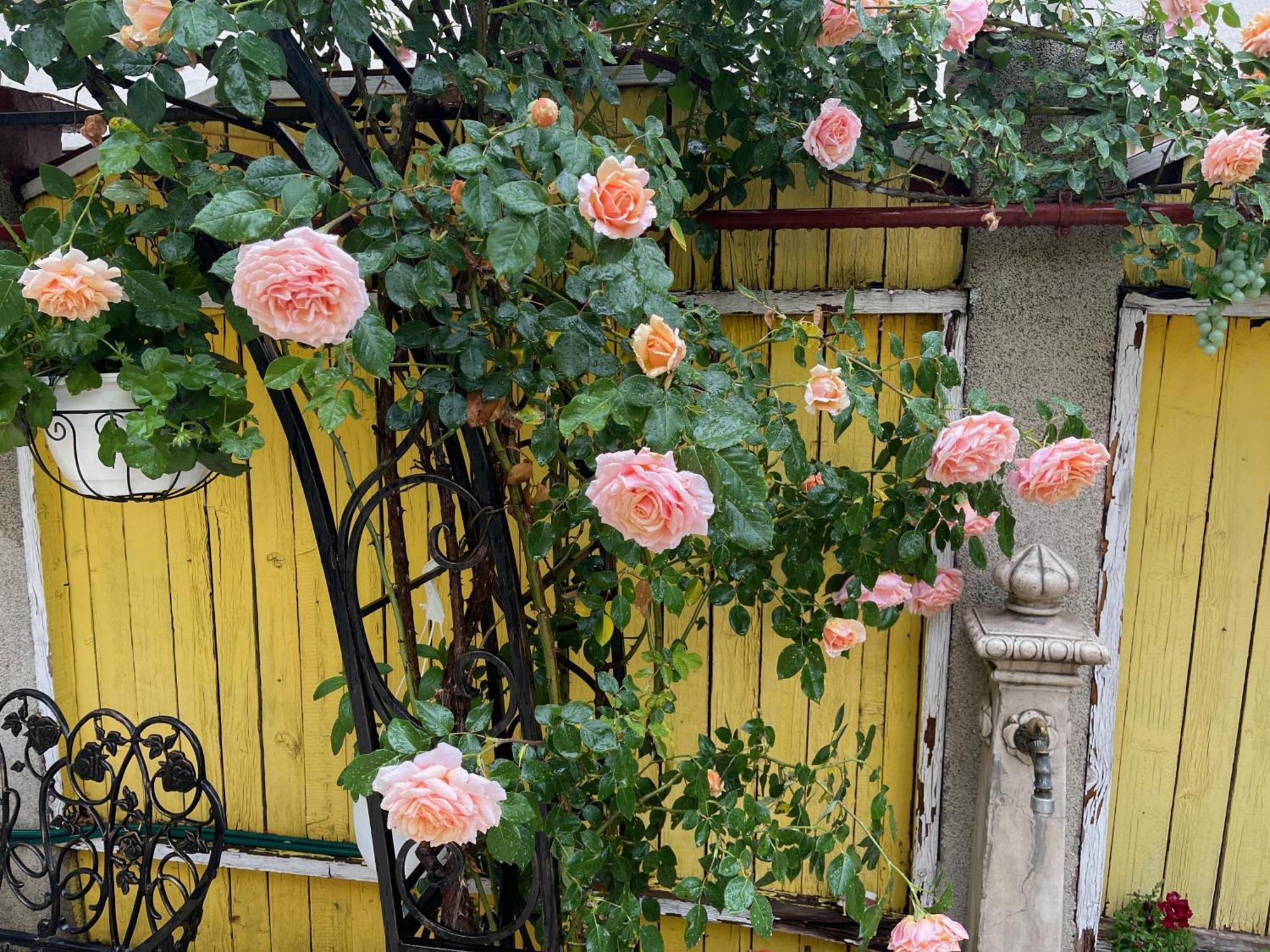 Luxurious Villa With Lush Garden And Huge Terrace Near Herastrau Park Bukares Bagian luar foto